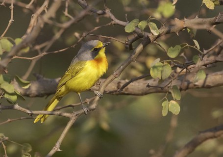 Orange-breasted Bushshrike (Chlorophoneus sulfureopectus), Chobe, Botswana