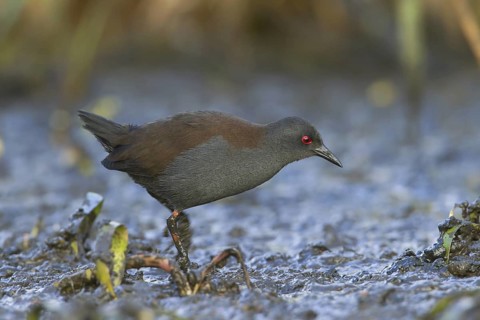 Spotless Crake (Porzana tabuensis), Victoria, Australia