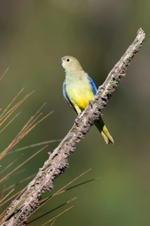Blue-winged Parrot (Neophema chrysostoma) young male, Victcoria, Australia
