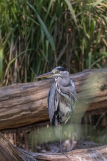 One Grey Heron, Ardea cinerea, standing on a log, green reed grass in the background