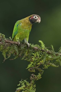 Brown-hooded Parrot (Pyrilia haematotis), Costa Rica