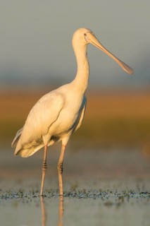 Yellow-billed Spoonbill (Platalea flavipes) foraging, Victoria, Australia
