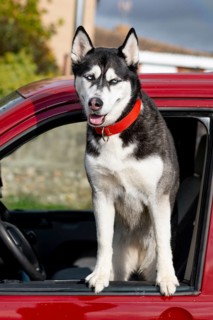 A Siberian Husky with striking blue eyes, wearing a red collar, stands with its front paws out the