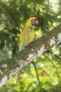 Great Green Macaw (Ara ambiguus), Costa Rica