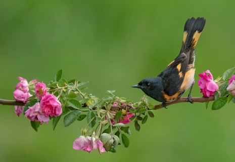 American Redstart (Setophaga ruticilla) male perched on a branch, Texas, USA