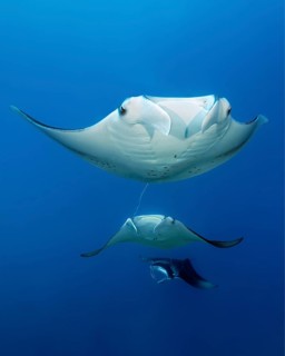 Three reef manta rays (Mobula alfredi) stingrays or whiptail rays (Dasyatidae), rays, swim one
