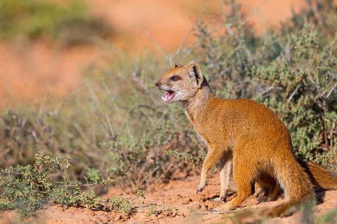 Yellow mongoose (Cynictis penicillata), Addo Elephant National Park, Addo, Western Cape, South