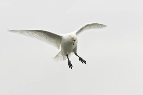 Snowy Sheathbill (Chionis albus) flying, Antarctica