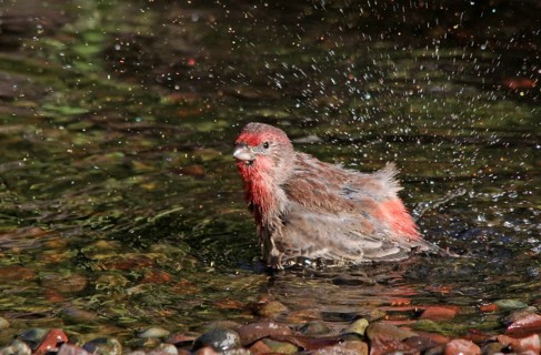 House Finch, Carpodacus mexicanus bathing i na backyard pond in Saskatoon, Saskatchewan