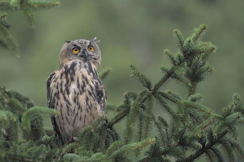 Eurasian Eagle-Owl (Bubo bubo), North Rhine-Westphalia, Germany