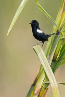 White-shouldered Fairywren (Malurus alboscapulatus) perched on a branch in Papua New Guinea
