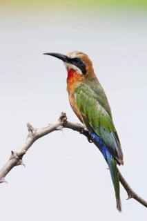 White-fronted Bee-eater (Merops bullockoides), Okavango-Delta, Botswana