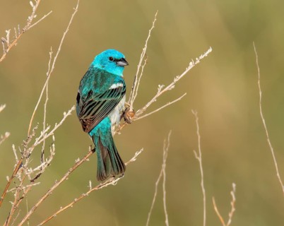 A male Lazuli Bunting (Passerina amoena), perched in Thoedore Roosevelt national Park, USA