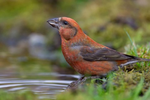 Common crossbill (Loxia curvirostra) adult male bird at a woodland water pool, Norfolk, England,