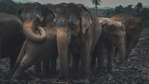 Herd of Asian elephants (elephus maximus) interacting with each other in a mystical and peaceful