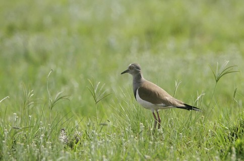 Black-winged Lapwing (Vanellus melanopterus), Natal, South Africa