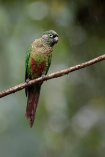 Maroon-bellied Parakeet (Pyrrhura frontalis) perched on a branch in rain, Atlantic rainforest,