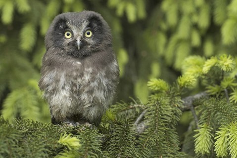 Boreal Owl (Aegolius funereus) juvenile, Saxony, Germany