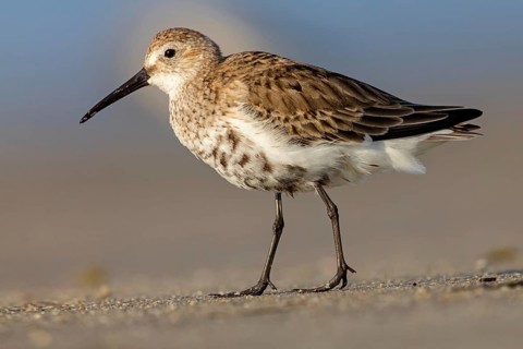 Dunlin, (Calidris alpina), snipe family, snipe, foraging, biotope, habitat, Barr Al Hikman,
