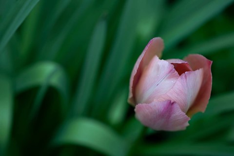 Pink tulip, Germany