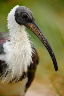 Straw-necked ibis, Threskiornis spinicollis, detail portrait of bird from Anustralia. Long bill,