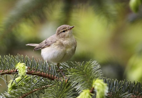 Common Chiffchaff (Phylloscopus collybita), Schleswig-Holstein, Germany