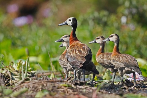 White-faced Whistling Duck (Dendrocygna viduata) family, Okavango Delta, Botswana