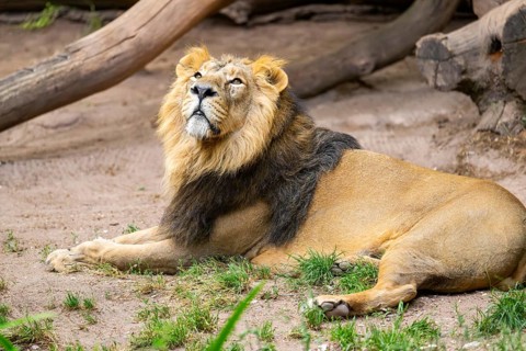 Asiatic lion (Panthera leo persica) male lying on the ground, captive, Germany