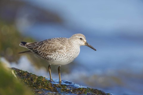 Calidris canutus/Red Knot/Knutt oder Knuttstrandläufer (Winterkleid)