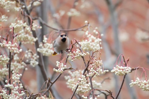 Bohemian waxwing (Bombycilla garrulus) adult bird feeding on a Sorbus tree berry on a housing
