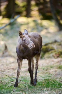 Elk (Alces alces) standing on a meadow on the edge of a forest, Bavaria, Germany