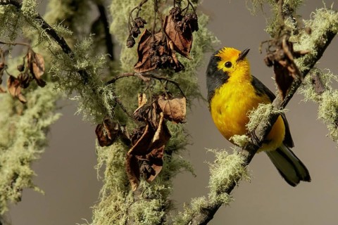 Golden-fronted Whitestart (Myioborus ornatus) perched on a branch in the Andes Mountains of