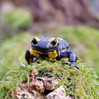 Fire salamander (Salamandra salamandra), running over moss, wildlife, looking into the camera,