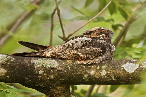 Jungle Nightjar (Caprimulgus indicus), Upper Serangoon, Singapore