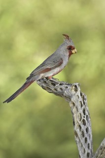 Pyrrhuloxia (Cardinalis sinuatus) male, Arizona, USA