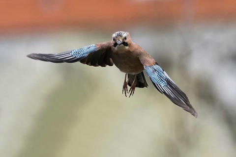 A flying jay (Garrulus glandarius) with outspread wings in front of a blurred background, Hesse,