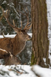 One Red Deer stag standing in a snow covered dense forest in winter