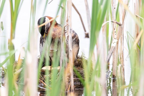 Red-necked Grebe (Podiceps grisegena) sitting on four eggs in its nest with wide open bill,