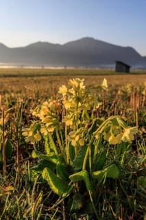 Common cowslip (Primula veris), wildflowers, sunrise, morning mood, backlight, dewdrops, morning