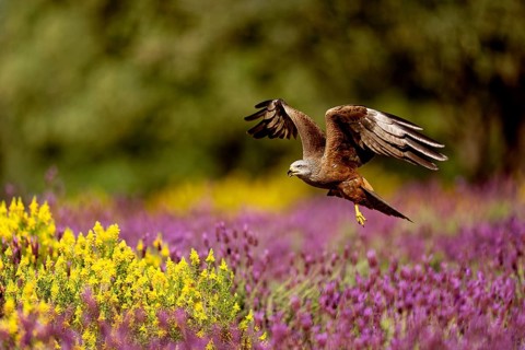 Black kite (Milvus migrans) flying over maquis with crested lavender (Lavendula stoechs) and broom,