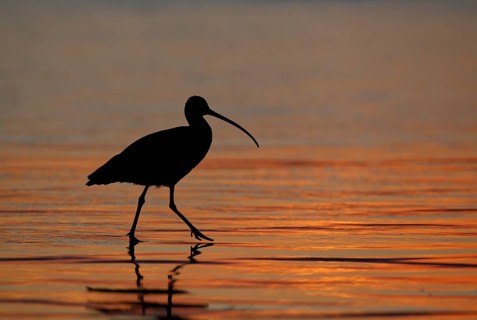 Long-billed Curlew : Morro Strand State Beach : Morro Bay, CA