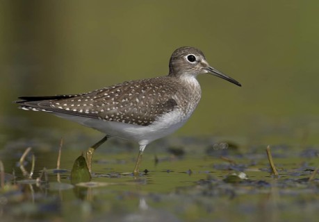 Solitary Sandpiper (Tringa solitaria), Ohio, USA