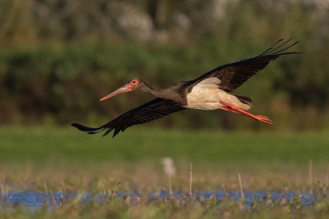 Black Stork (Ciconia nigra) flying, Tiszaalpár, Hungary