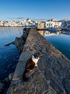 Cat sitting on the harbour wall, local view of Naoussa town and blue sea, harbour with fishing