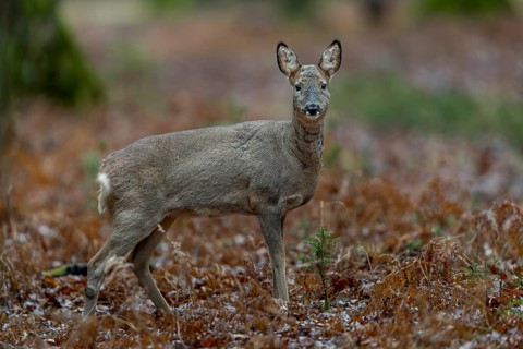 After more than 2 months, I am finally lucky and this doe (Capreolus capreolus) moves directly in