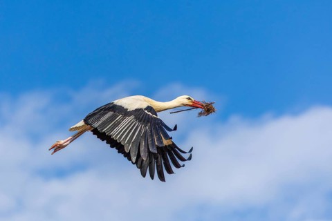 White stork (Ciconia ciconia), flying with nesting material in its beak, Affenberg, Salem, Lake