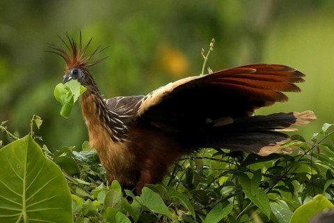 Hoatzin (Opisthocomus hoazin) feeding on leaves in tree, Orinoco Delta, Venezuela
