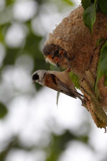 Eurasian Penduline Tit (Remiz pendulinus) female feeds chicks in nest, Saxony-Anhalt, Germany