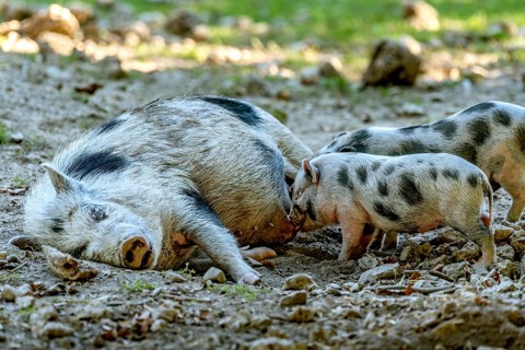 Pot-bellied pig (Sus scrofa f. domestica), large mother, sow, suckling newborn young, piglets, in