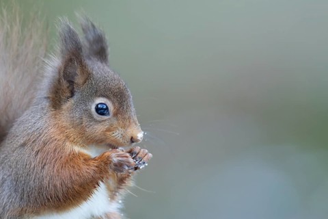 Red squirrel (Sciurus vulgaris) adult animal eating a nut in snow in winter, England, United
